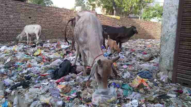 Starved cows eating household hazardous waste near a housing colony of Delhi. Dirty scenes like this are common in the national capital. Photo: Rakesh Raman / RMN News Service (Representational Image)